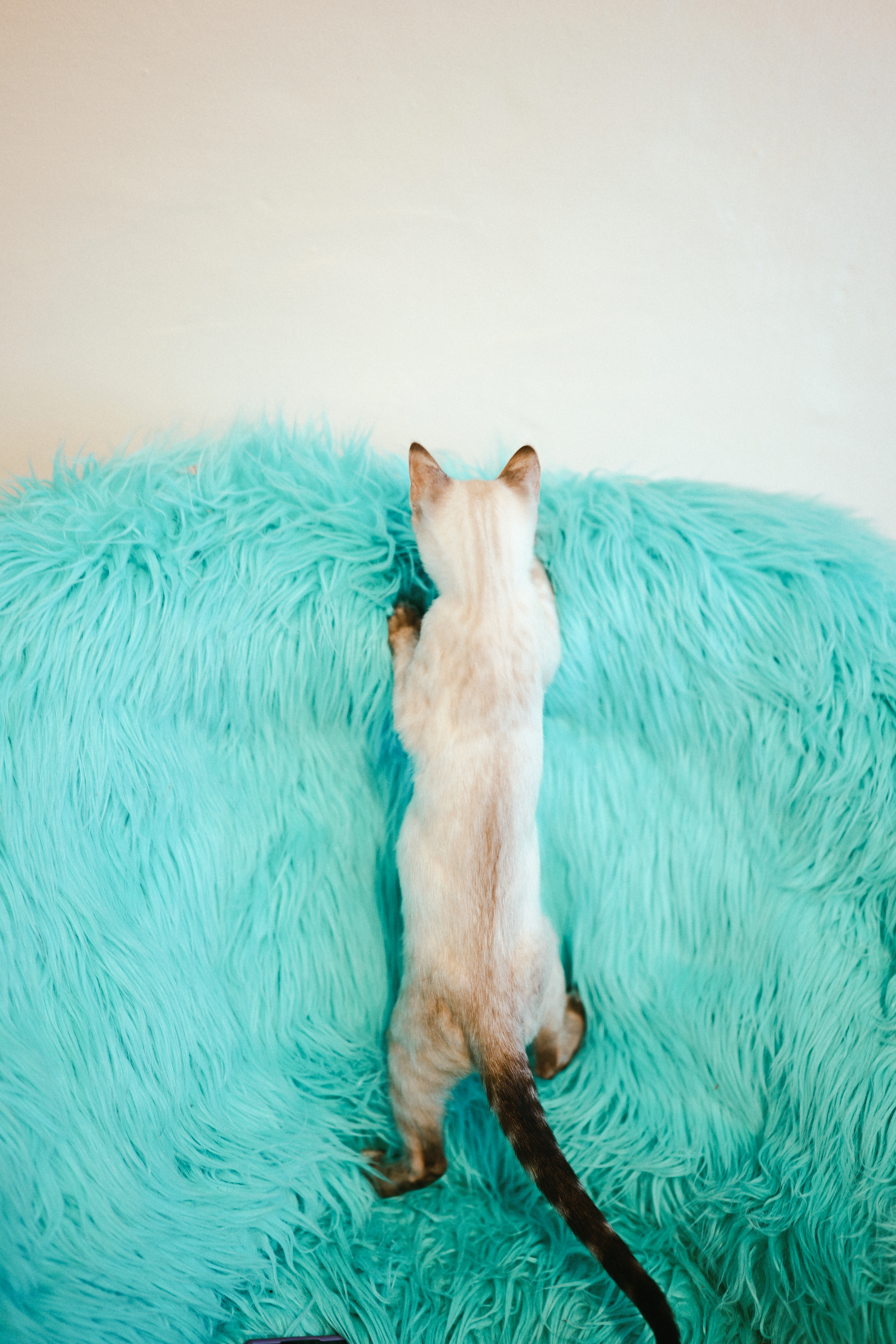 A young snow Bengal climbing across a bright turquoise chair