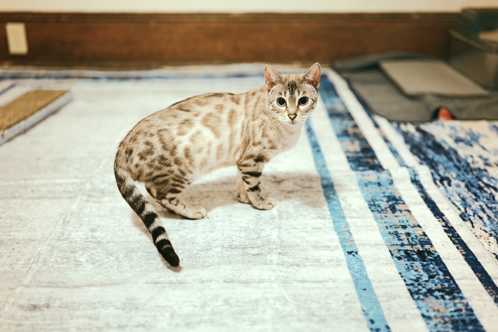 A pale, spotted Bengal standing in a sunlit room at Leopard Moon Bengals