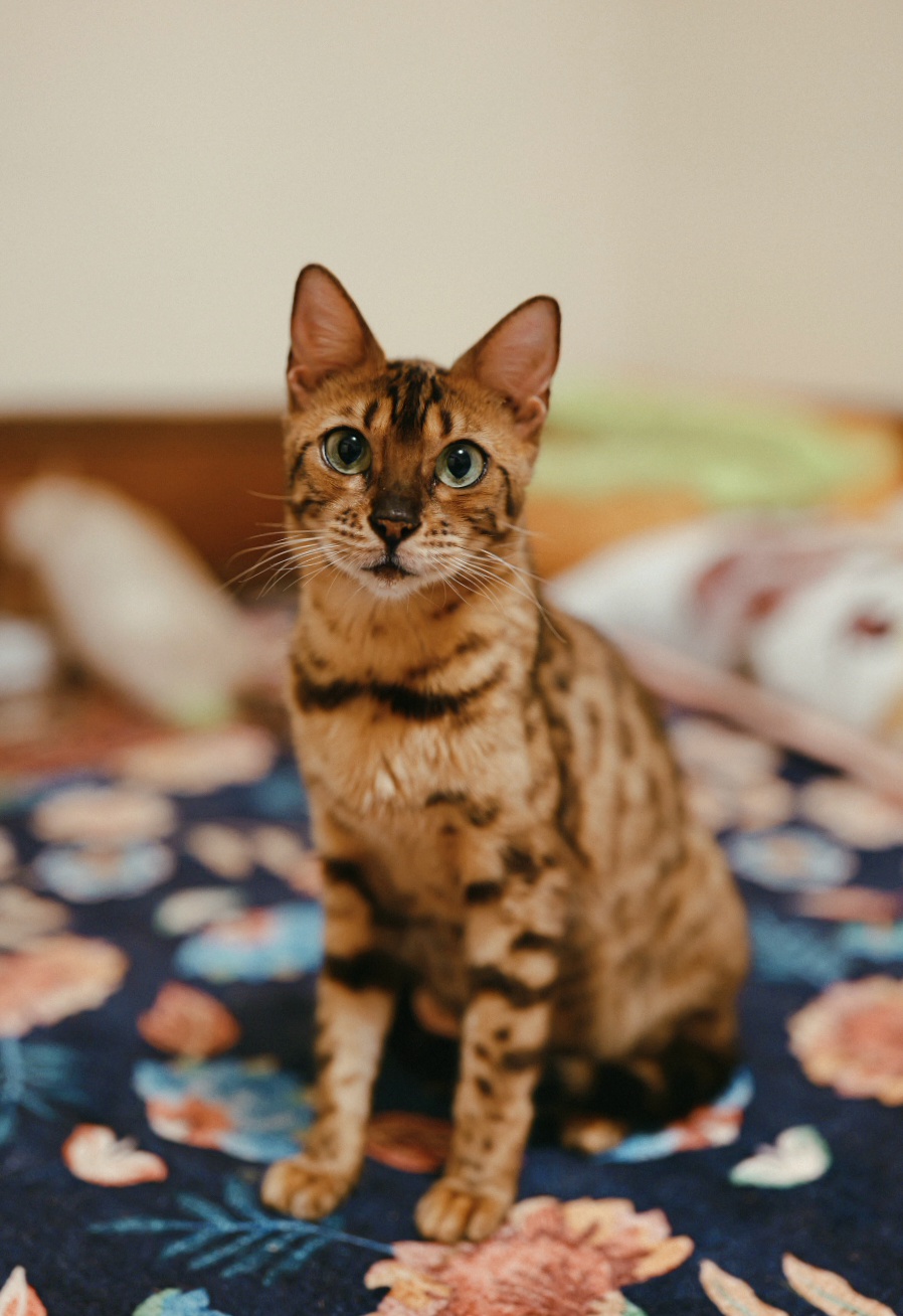 A brown spotted Bengal sitting alertly on a floral quilt