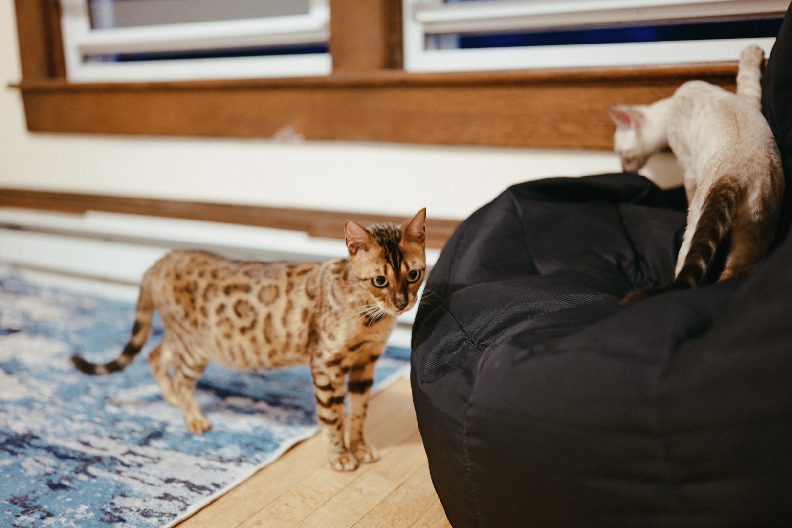 Two Bengals sharing an ordinary room in the Leopard Moon home