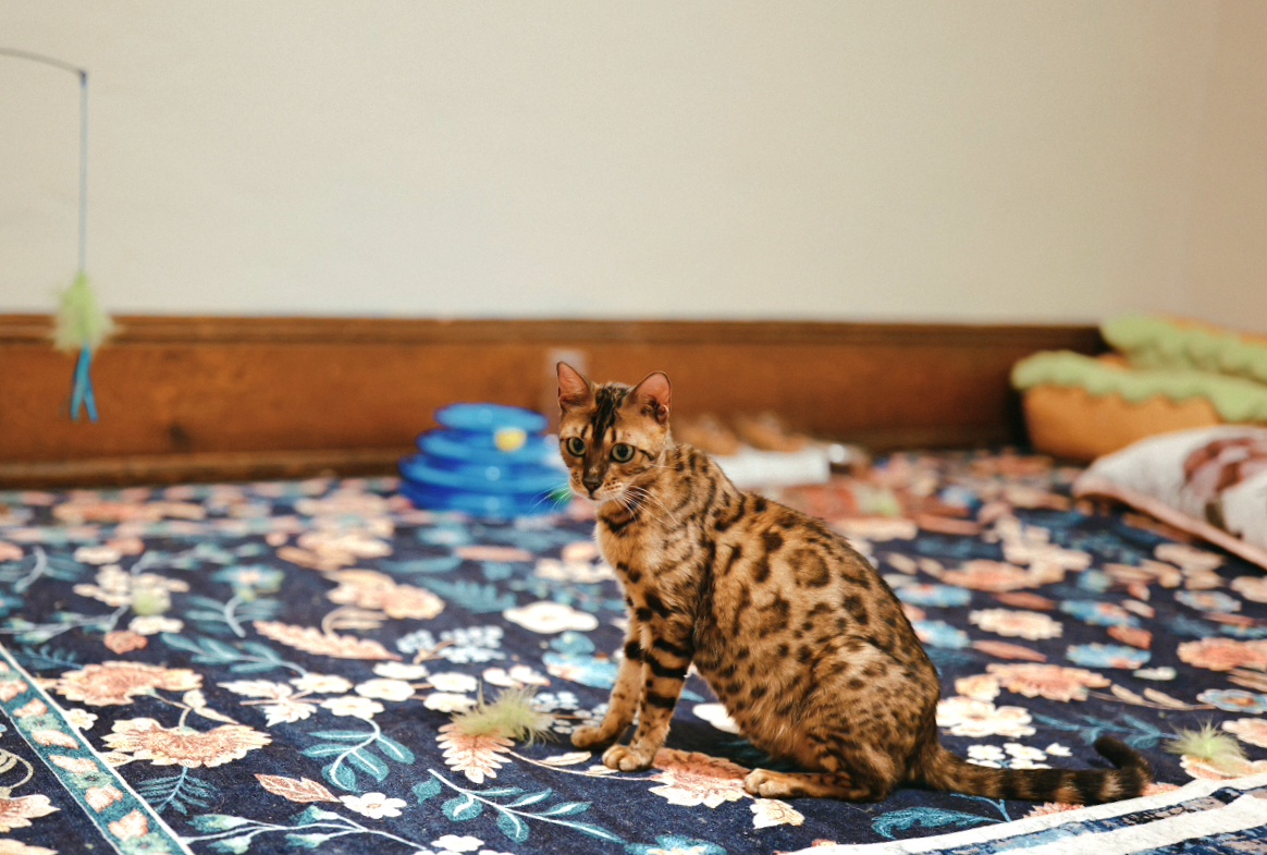 An adult brown rosetted Bengal sitting on a floral rug
