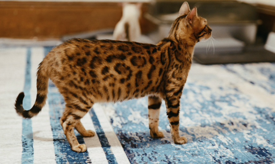 Side profile of a brown Bengal showing its leopard-like rosettes