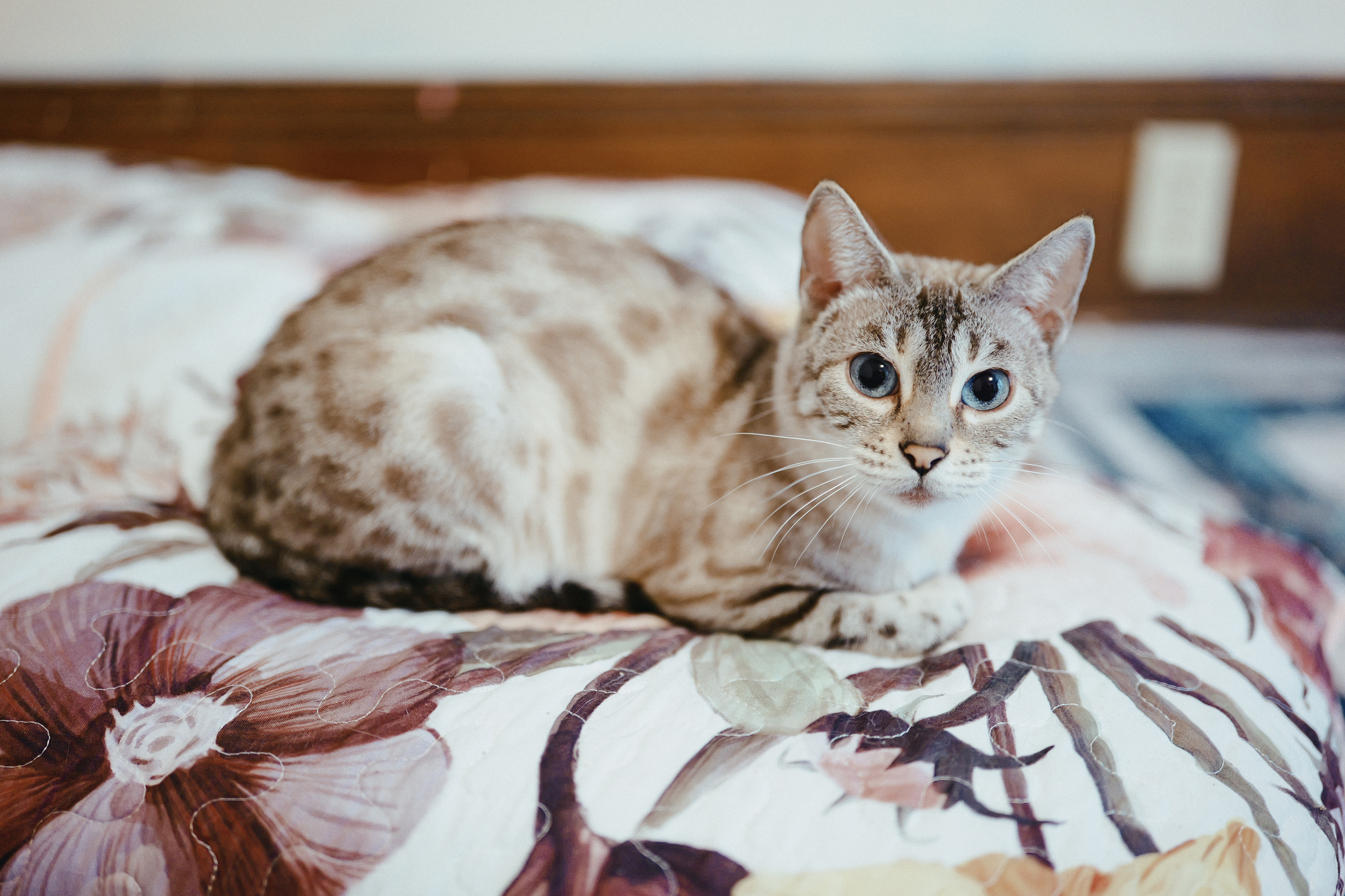 Gin resting on a floral quilt and looking into the camera