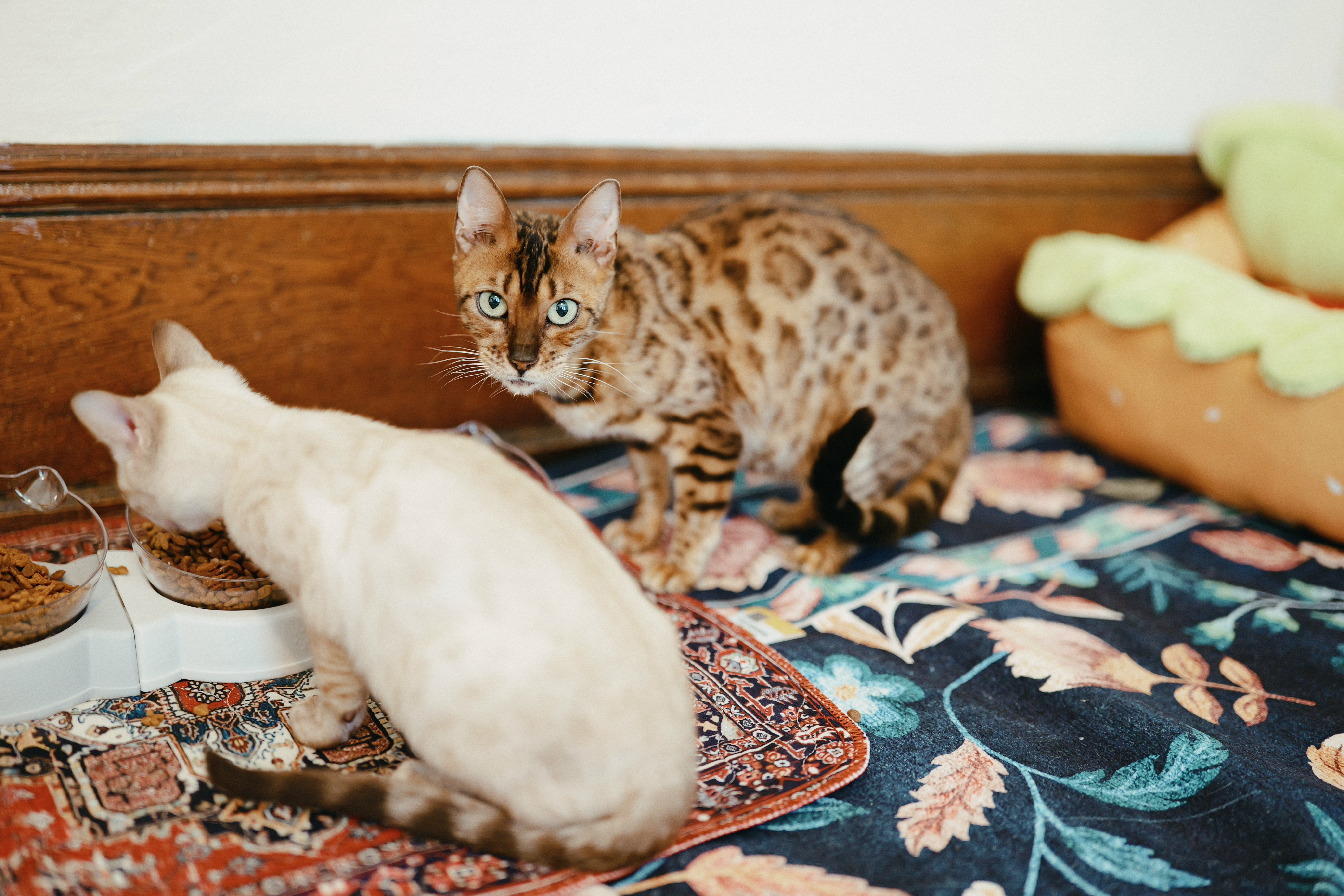 Svedka standing in the Leopard Moon family room
