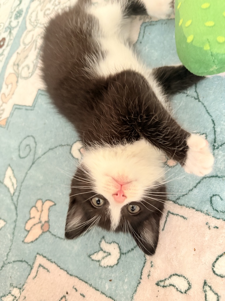 Muffin as a black and white kitten lying upside down