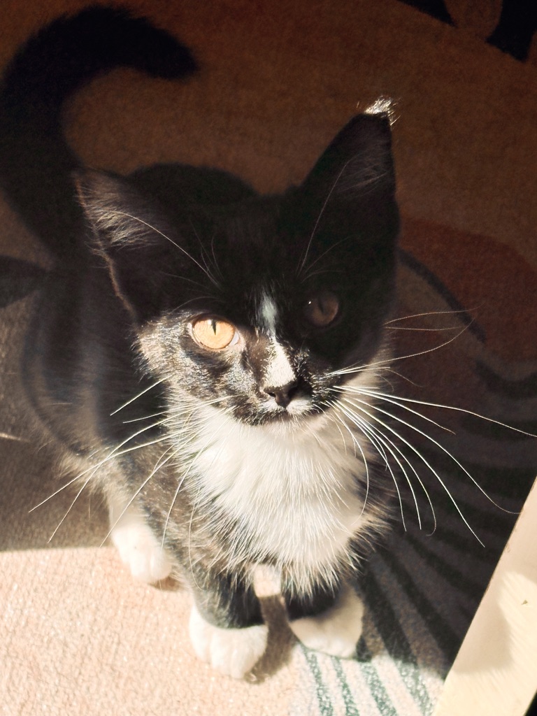 Poptart as a small black and white kitten with light across one eye