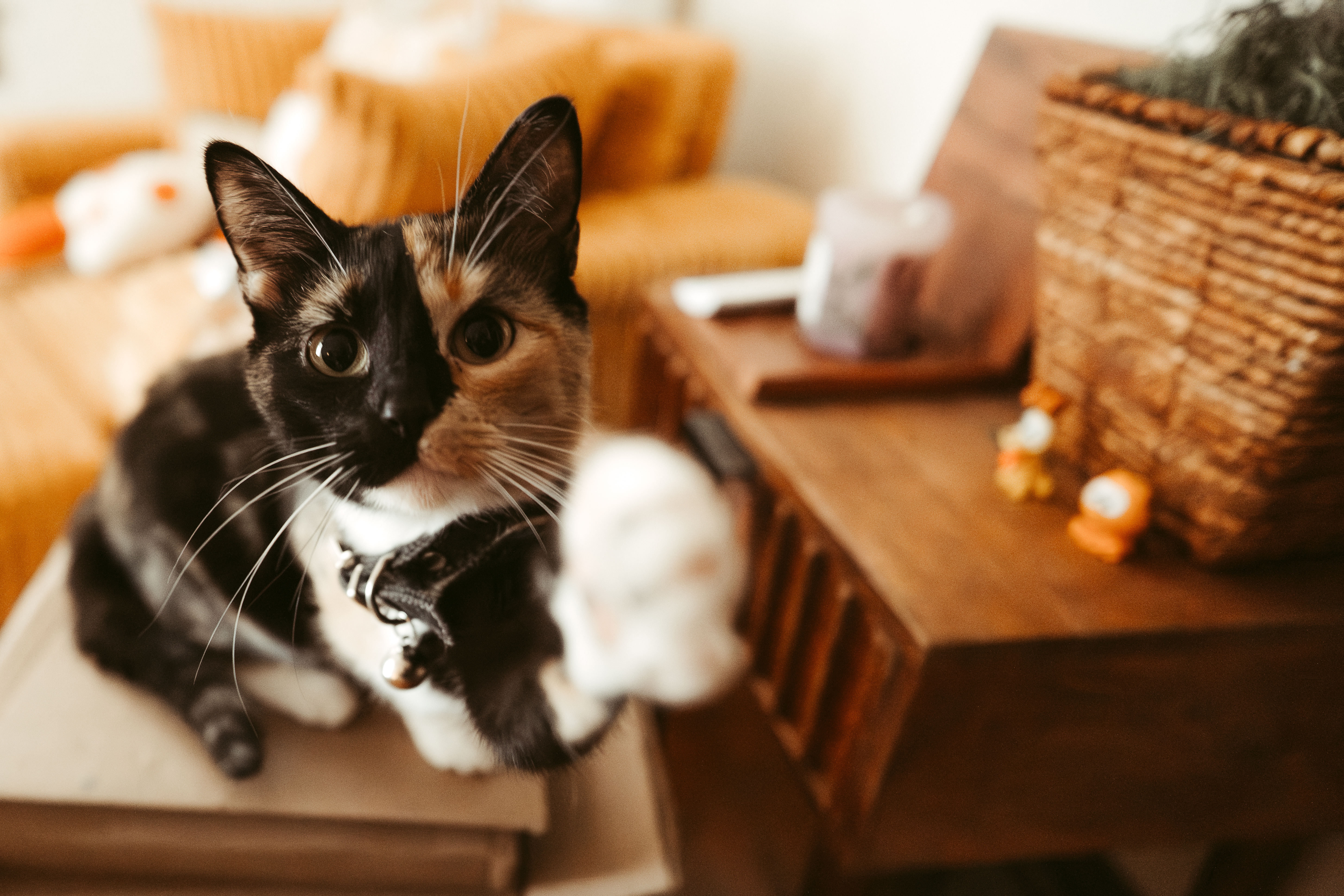 Willow as an adult calico cat looking into the camera