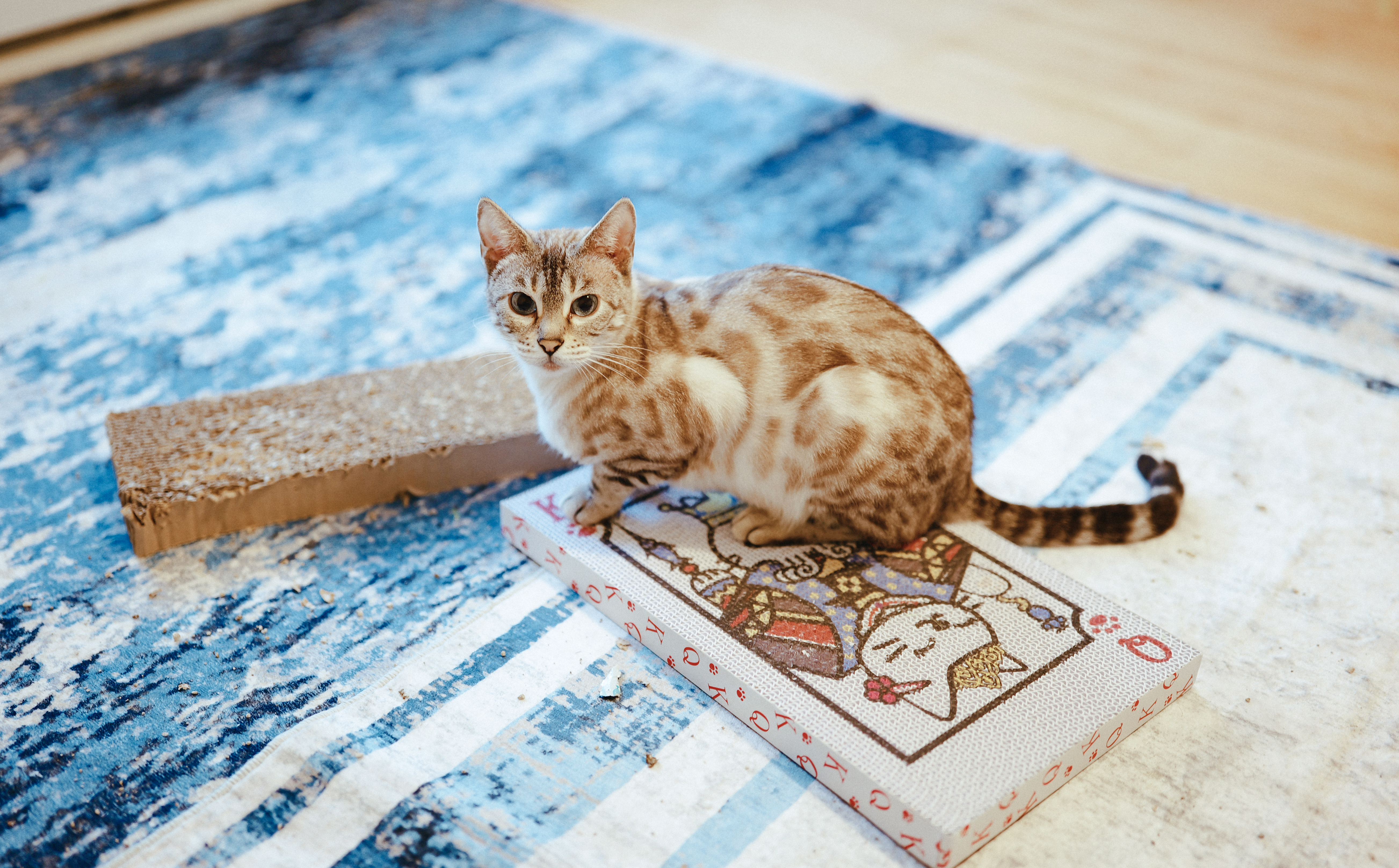 A snow Bengal investigating scratchers and toys on a blue rug