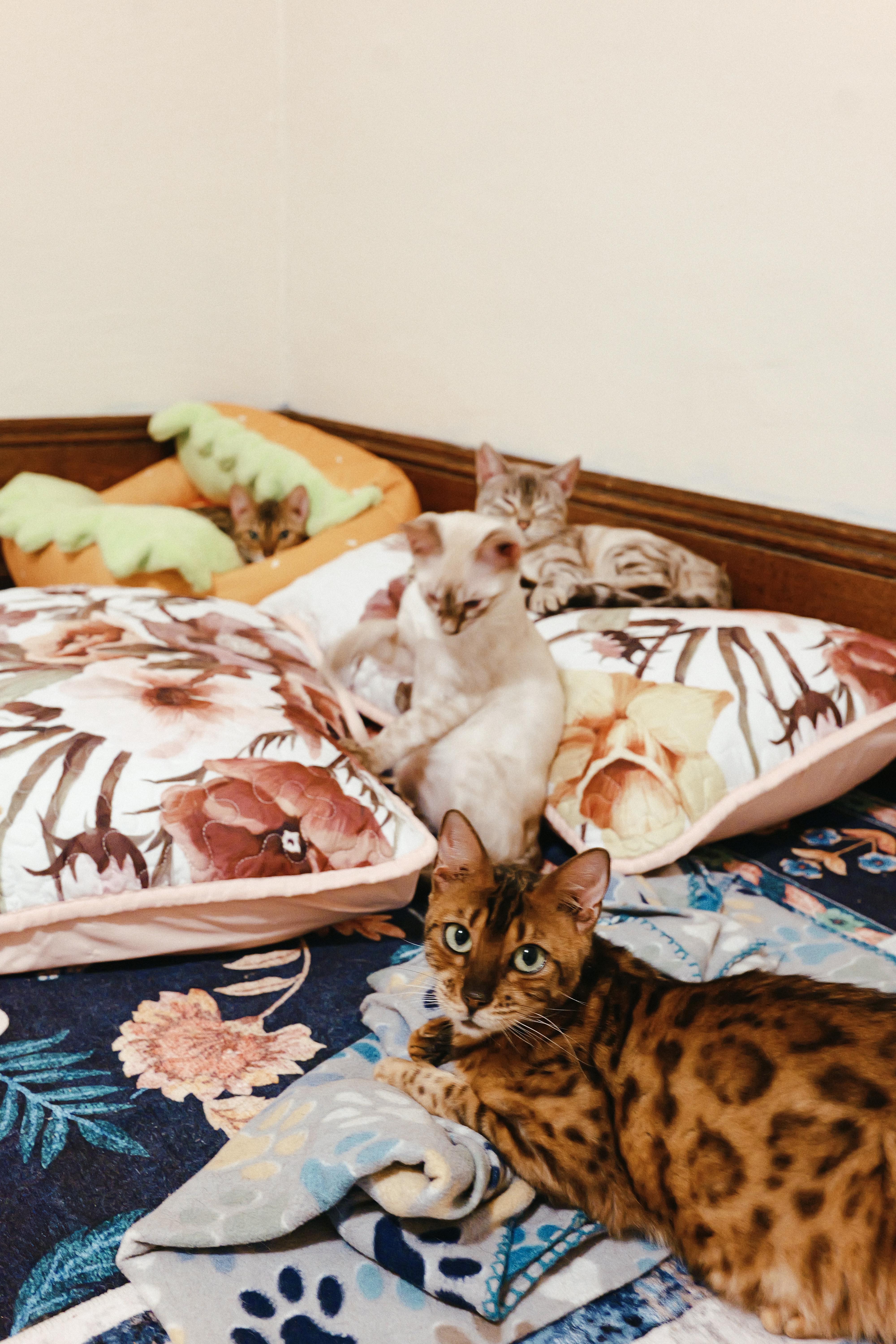 Brown and snow Bengals relaxing together among pillows and blankets at home