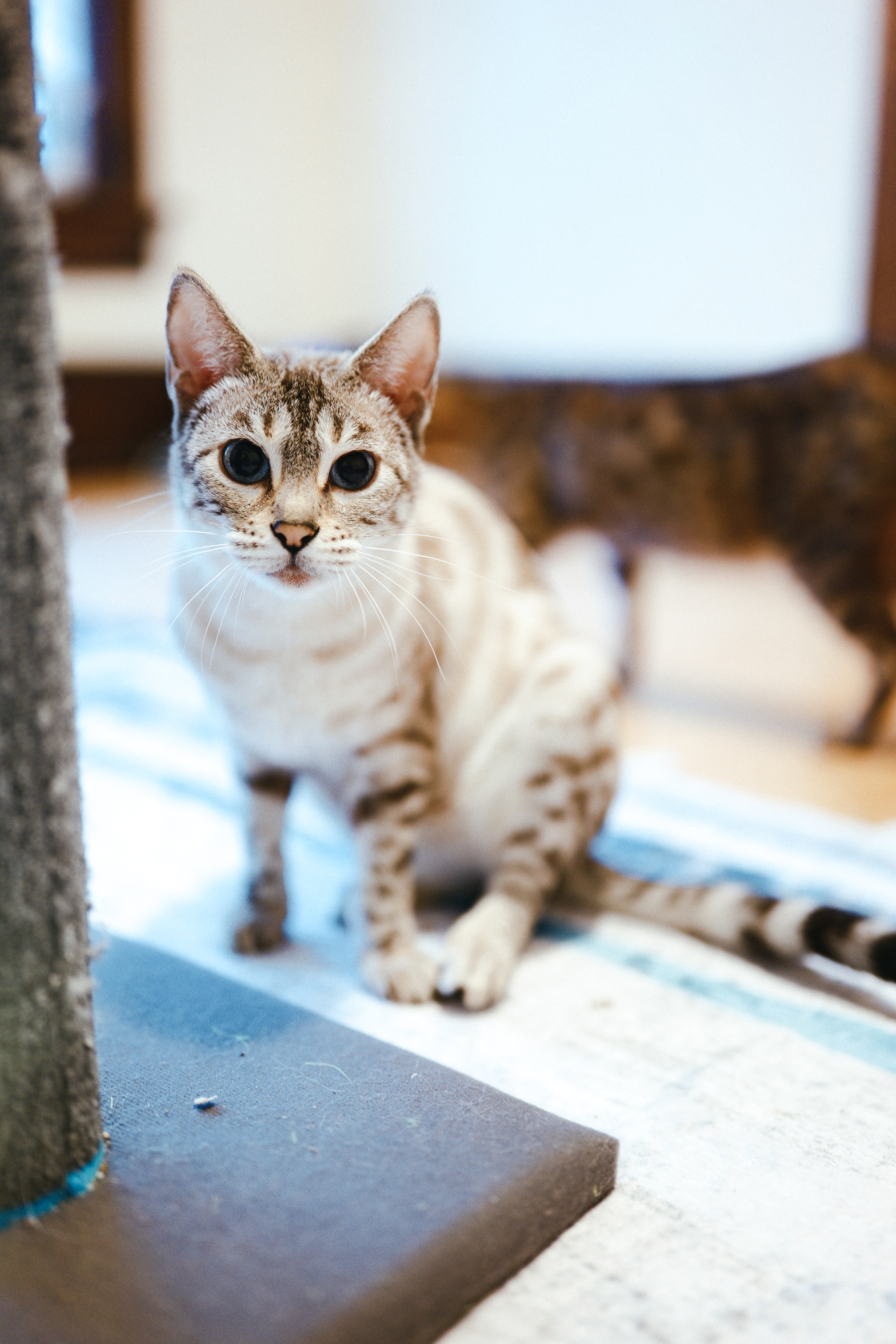 A snow Bengal standing in the family room with its pale coat and markings in view