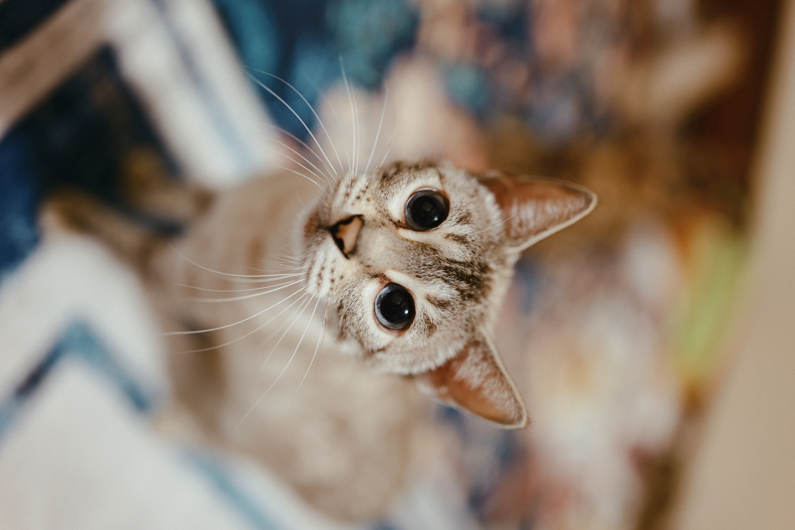 Gin, Leopard Moon Bengal